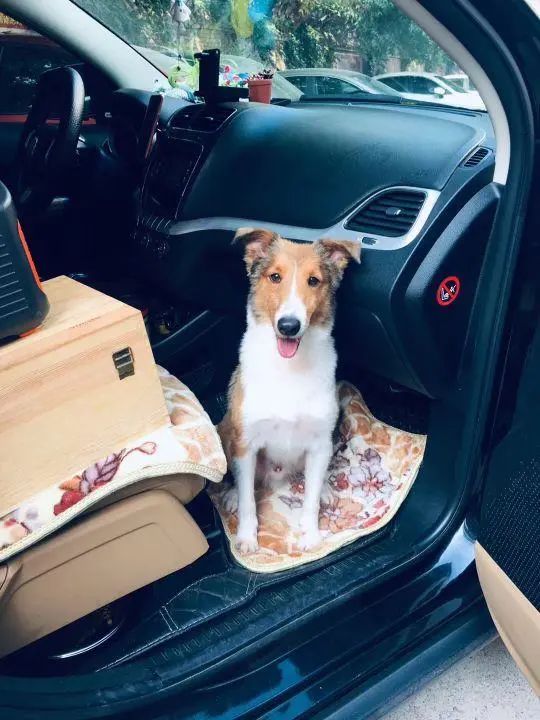 58歲的她，自駕房車旅居，一人兩犬，活成了自己喜歡的樣子